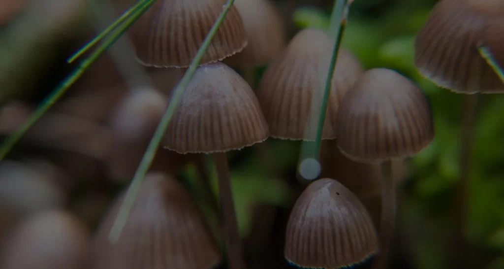 close up image of small mushrooms