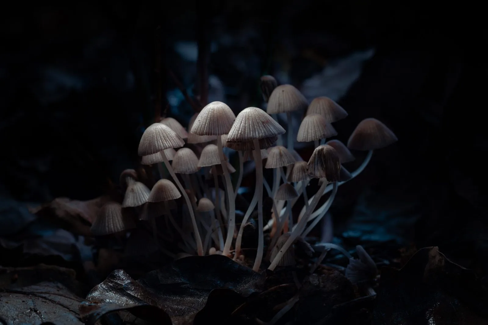 Small bunch of psilocybin mushrooms with black background