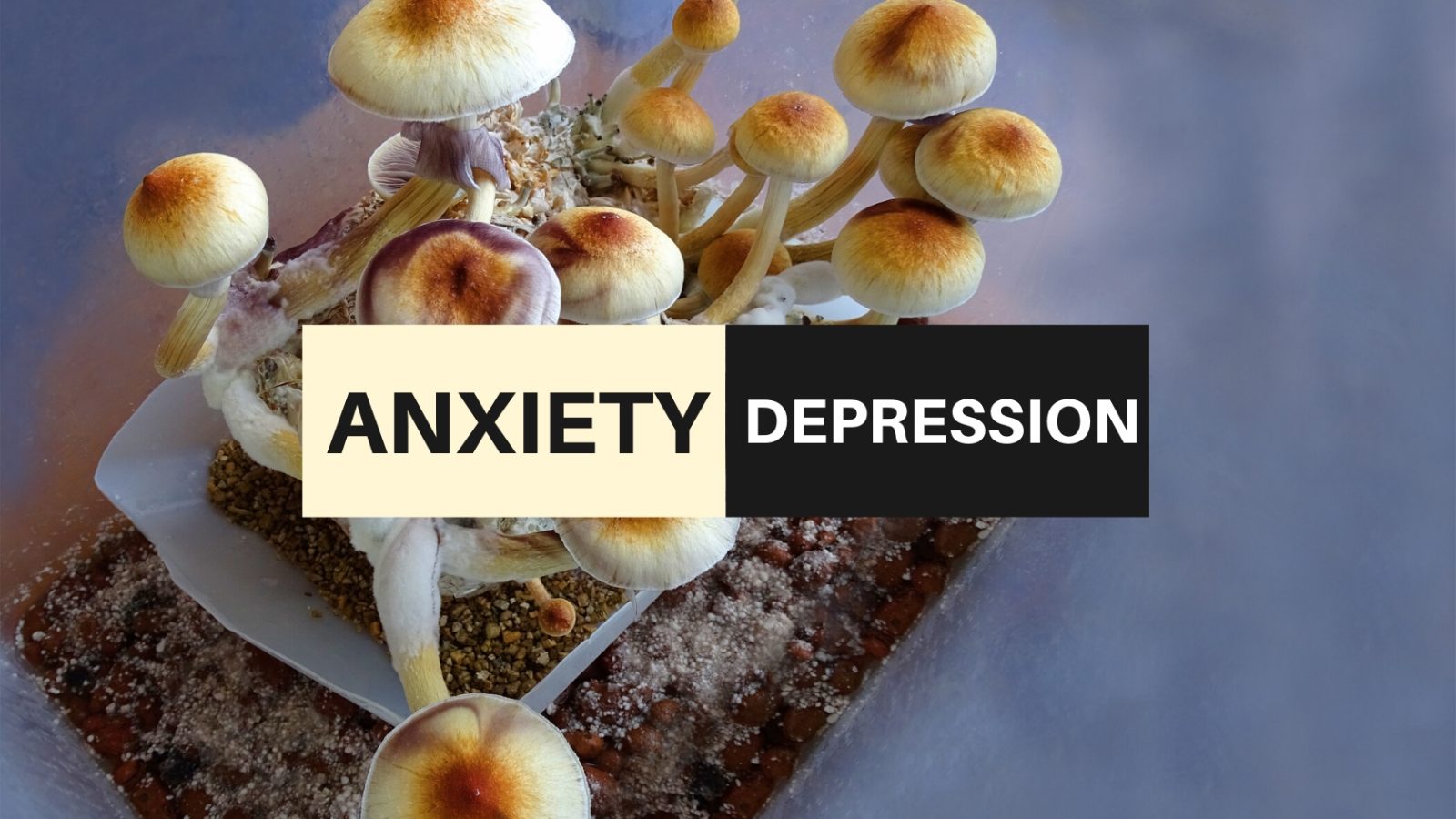 How Mushroom Microdosing Can Help Anxiety and Depression