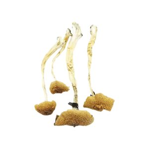 Cambodian cubensis product picture