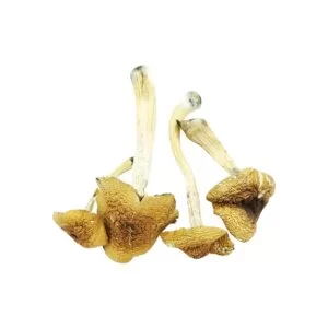Malabar cubensis product picture