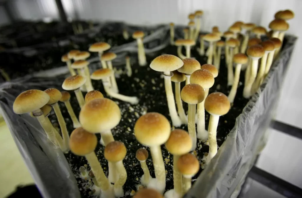 Magic Mushrooms Growing In Bin