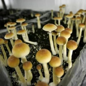 Magic Mushrooms Growing In Bin