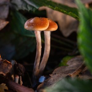 Magic Mushroom growing in the wild