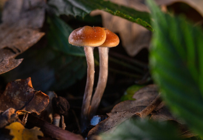 Magic Mushroom growing in the wild