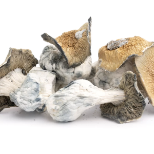 Tripper’s Guide to How Long do Dried Shrooms Last