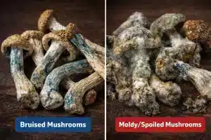 Side-by-side comparison of bruised dried mushrooms and moldy spoiled mushrooms.