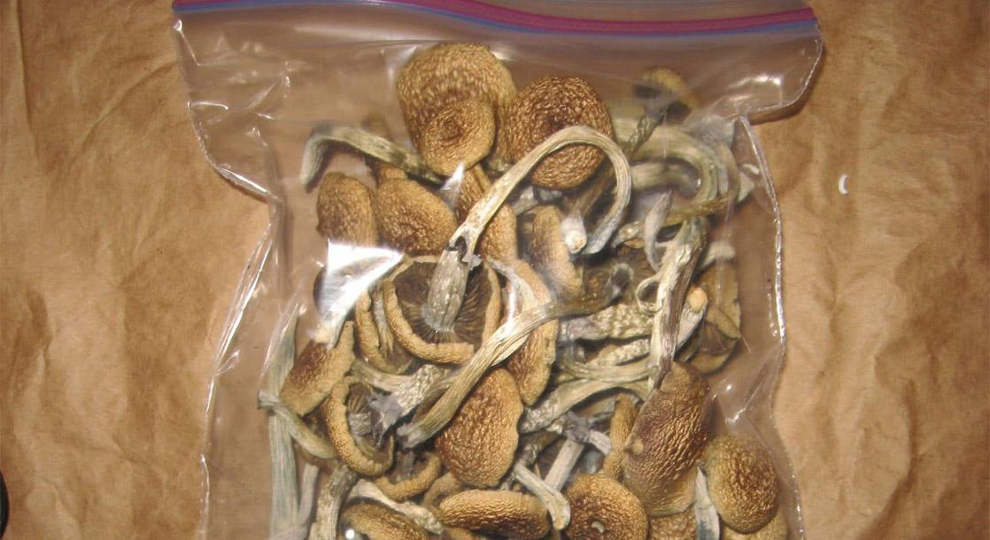A bag of mushrooms in a plastic bag

Description automatically generated