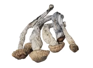 Melmac Mushroom Strain