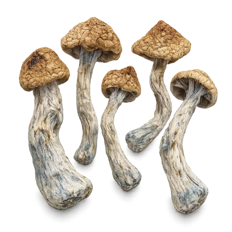 GoldenTeacher | Canada Shrooms Four golden teacher mushrooms on a white background
