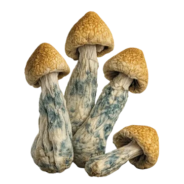 A cluster of Penis Envy mushrooms