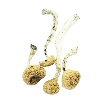 Amazonian Cubensis Mushrooms Top Down View