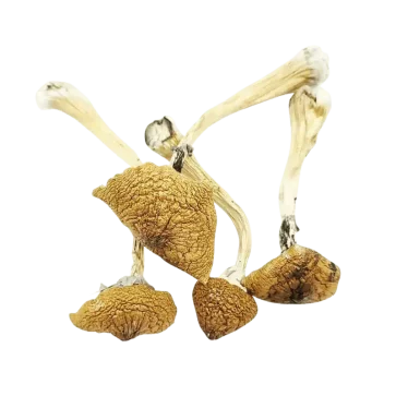 B+ Cubensis top down view