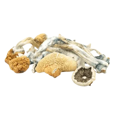 Blue Meanie Magic Mushroom cluster