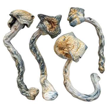 blue meanie magic mushrooms on a white background