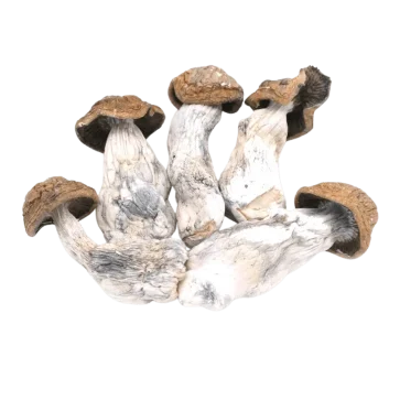 Code Blue Mushrooms side view