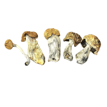 Gold Member Magic Mushrooms lineup