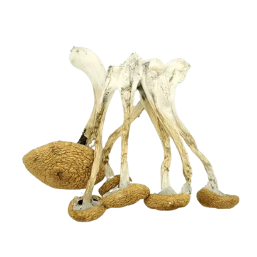 Golden Teacher Psilocybin Mushrooms