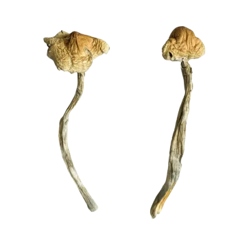 Two Jedi Mind Fuck magic mushrooms