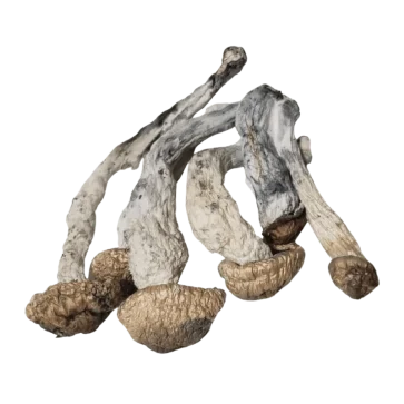 Melmac Psilocybin Magic Mushrooms cluster