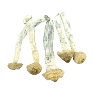 Penis Envy Magic Mushrooms