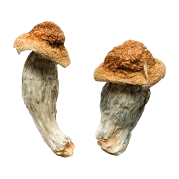 Two Tidal Wave magic mushrooms