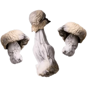 Three Lucid Gates magic mushrooms