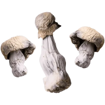 Three Lucid Gates magic mushrooms