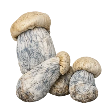 A Cluster of Albino Penis Envy on a white background