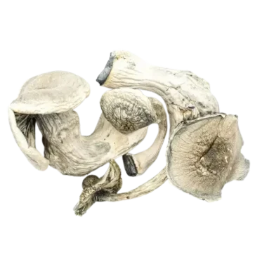 A cluster of Albino Mars mushrooms on a white background