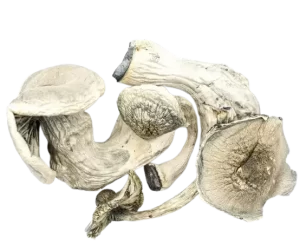 Albino Mars product Picture magic mushrooms