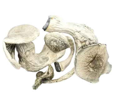 Albino Mars product Picture magic mushrooms