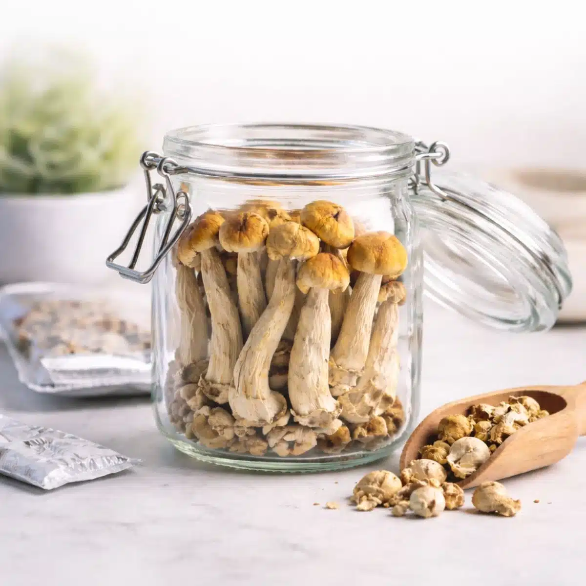 Magic Mushrooms Stored In Jar