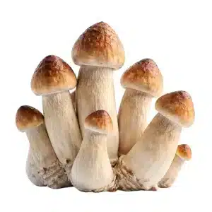 Penis Envy Mushroom Cluster