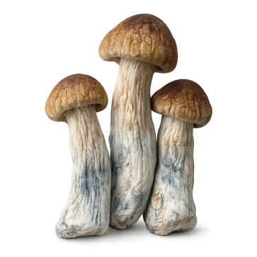 blue pulaski magic mushrooms