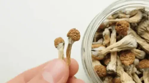 hand holding two magic mushrooms beside a jar of mushrooms