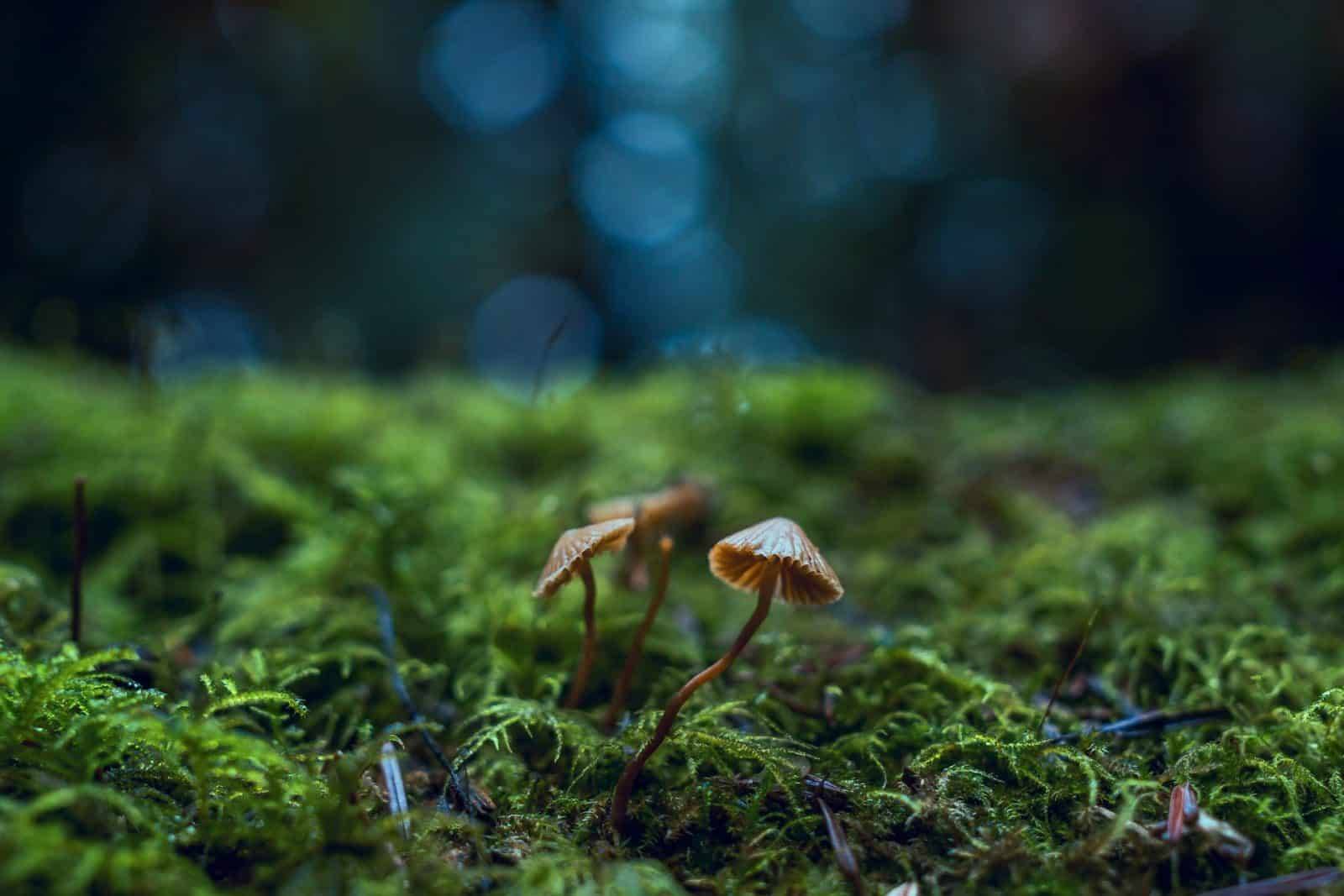 moss on tree with mushrooms growing